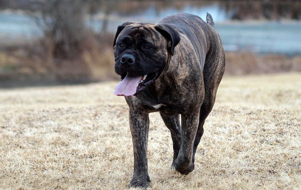 Самые злые собаки в мире — топ-10 агрессивных пород с фото