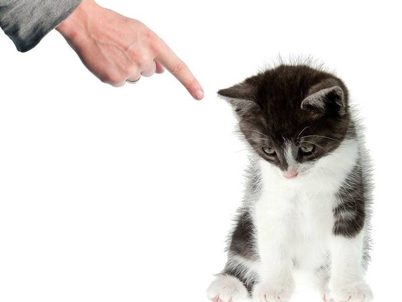 Как правильно наказывать кошку или кота - oozoo.ru