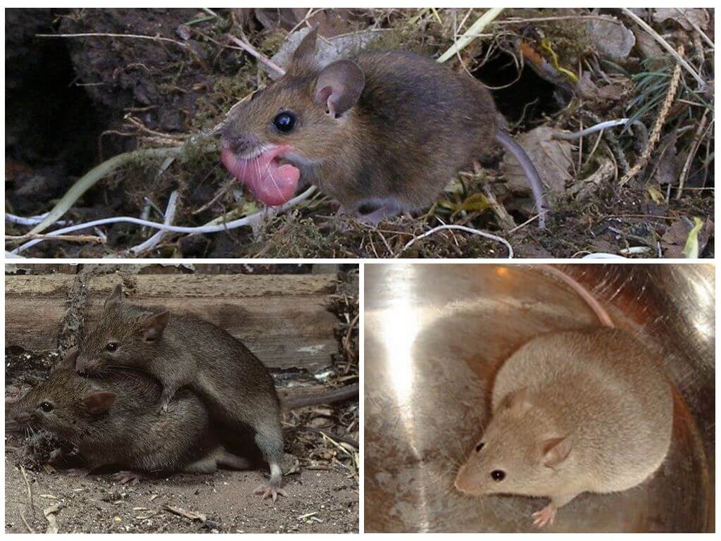Сколько длится беременность у мышей. размножение мышей в дикой природе, домашних условиях