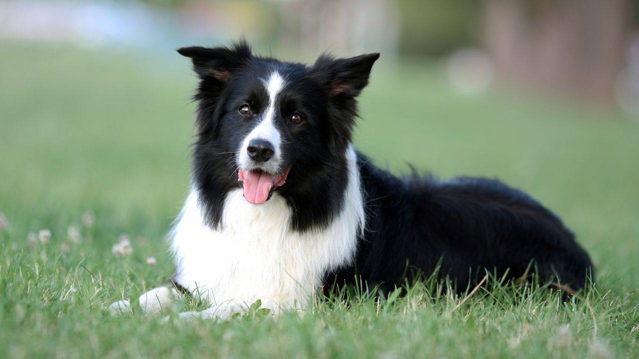 Бордер-колли - описание самой умной породы собак