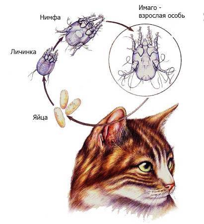 Ушной клещ у кошек симптомы и лечение | вет005