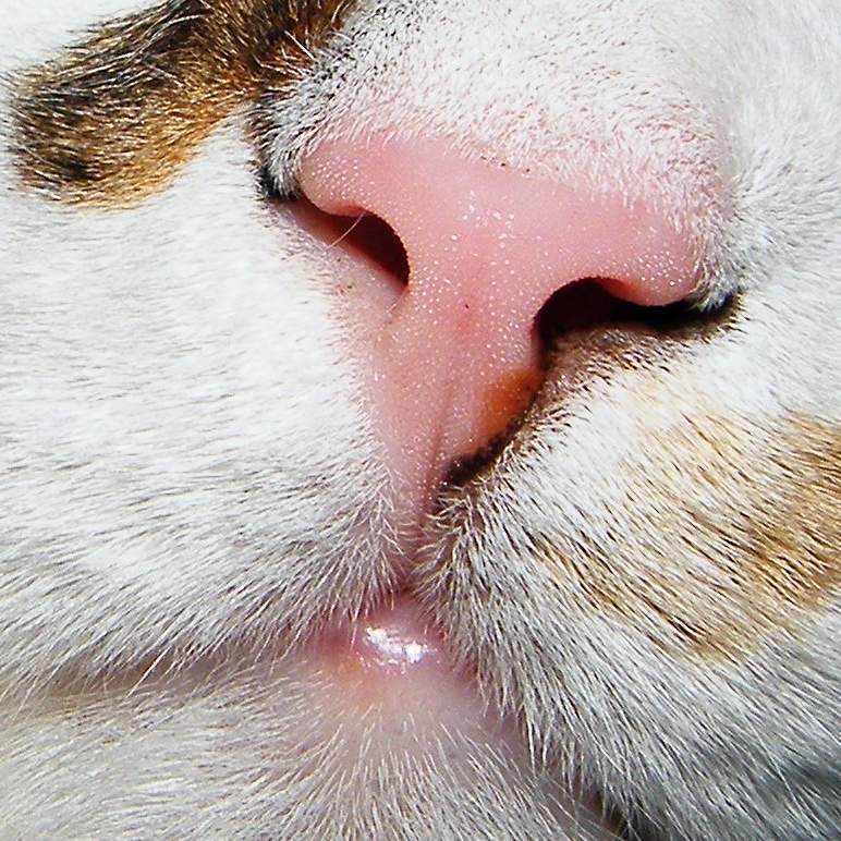 Почему нельзя целовать кошек и котов | в морду, в нос, видео