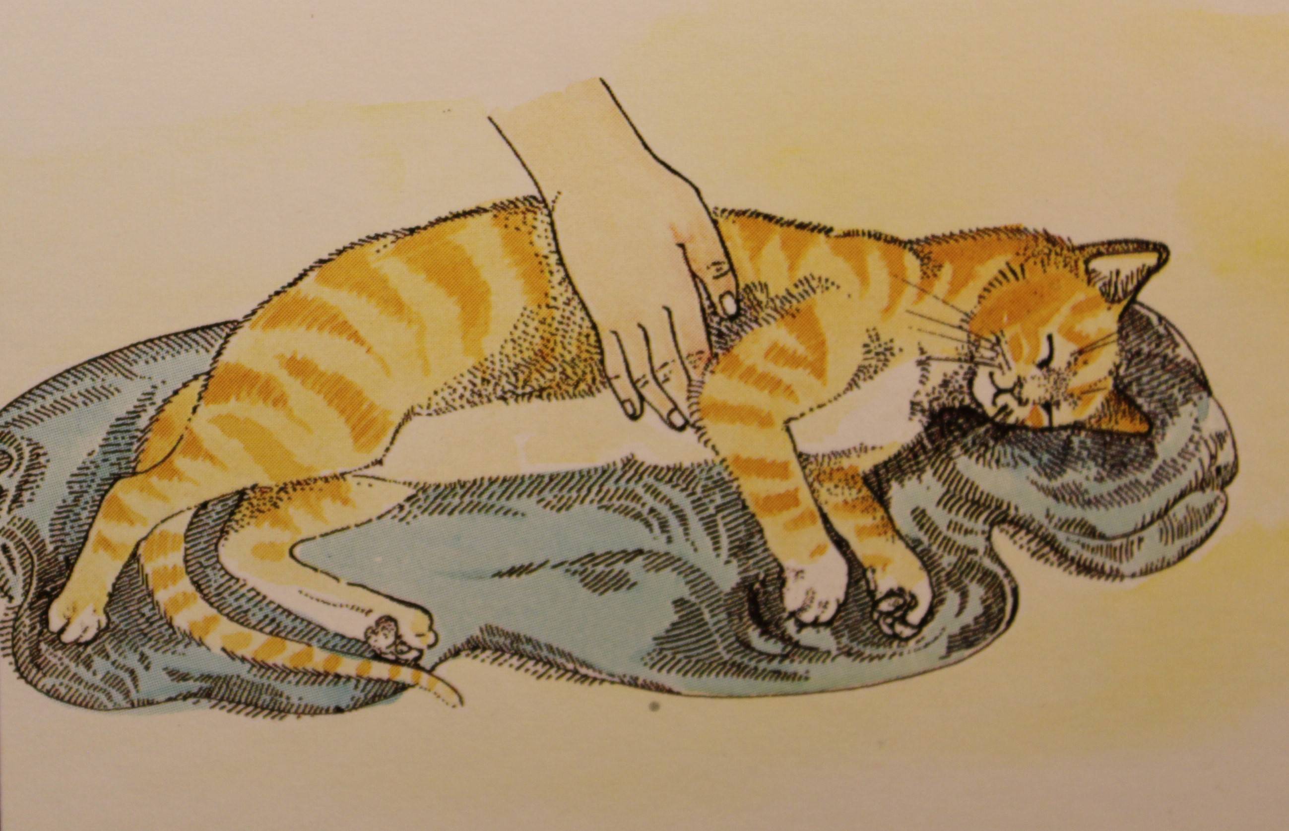 Массаж для кошек и котов во время запора: простая инструкция для хозяев, как правильно делать массаж