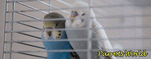 Как спят волнистые попугаи и сколько должны спать в клетке