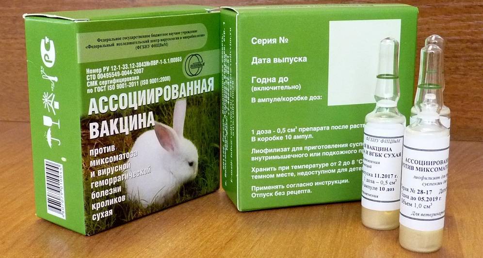 Какие делают прививки для декоративных кроликов?
