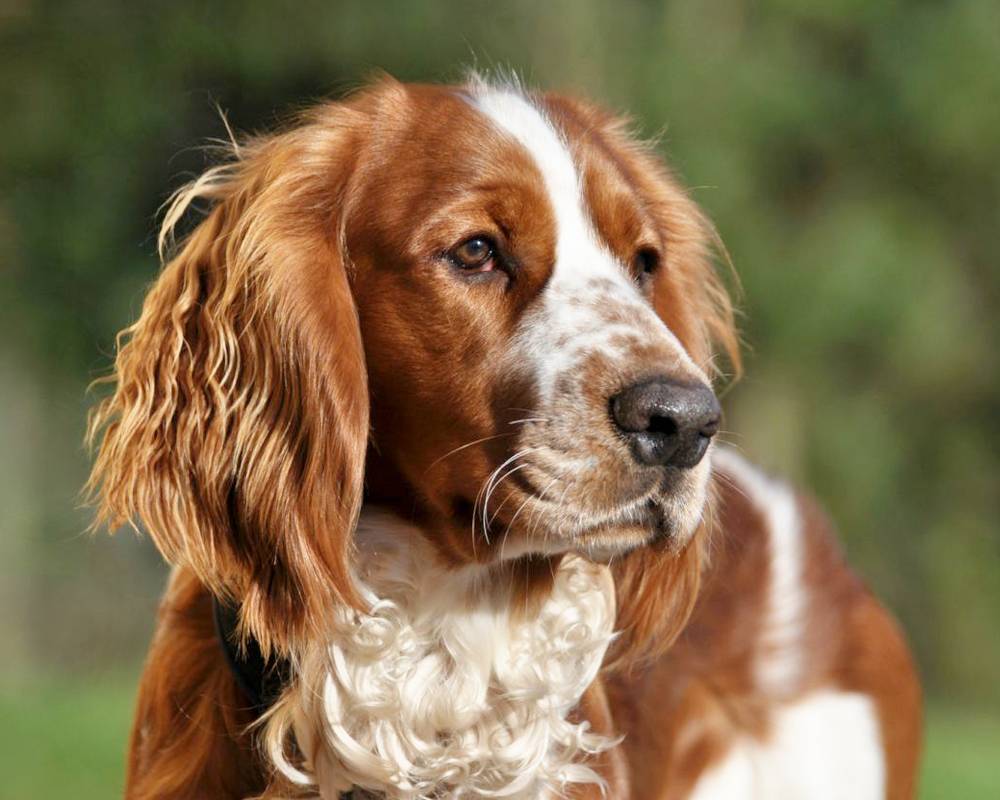 Породы собак с большими ушами - висячими, стоячими, острыми.