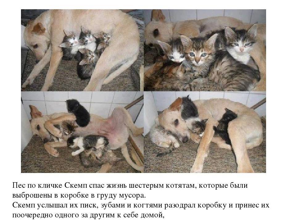 ᐉ кошка не принимает котят. почему и что делать? - ➡ motildazoo.ru