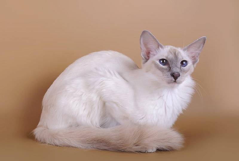 Сейшельская порода кошек
