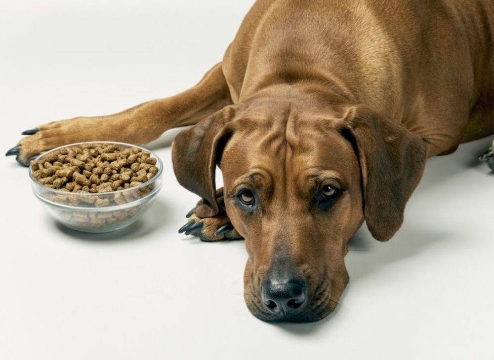 Почему собака отказывается от сухого корма?