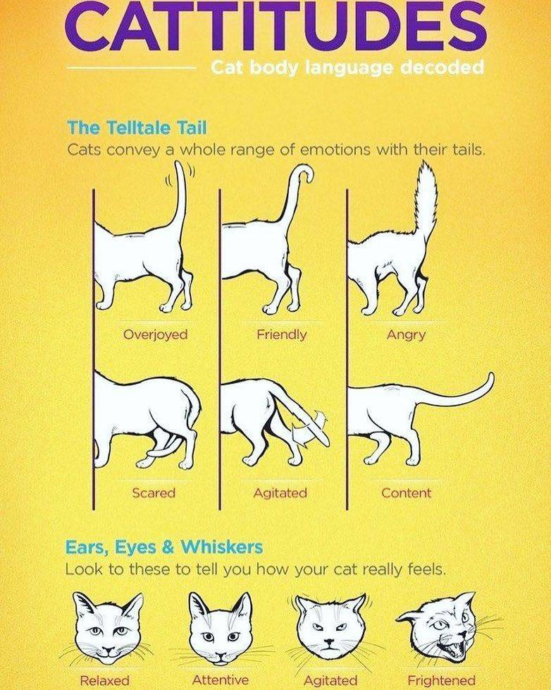 Как понимать кошку и общаться с ней: словарь-переводчик кошачьих звуков и жестов хвоста