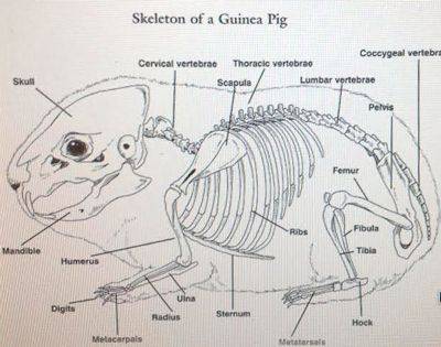 Внешнее и внутреннее строение рыб: скелет, органы и пищеварительная система - kotiko.ru