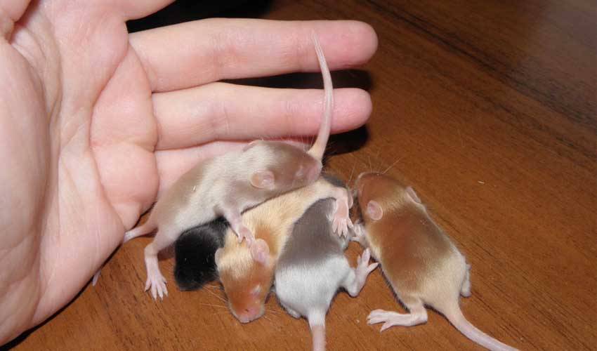 Описание домашней крысы и рекомендации по содержанию и кормлению грызуна
