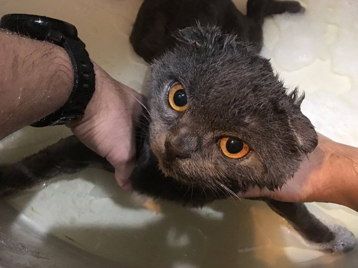 Почему кошки боятся воды - 90 фото и видео как приучить кота к купанию