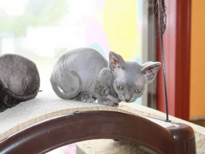 Самые маленькие домашние и дикие кошки: фото и описание породы +видео