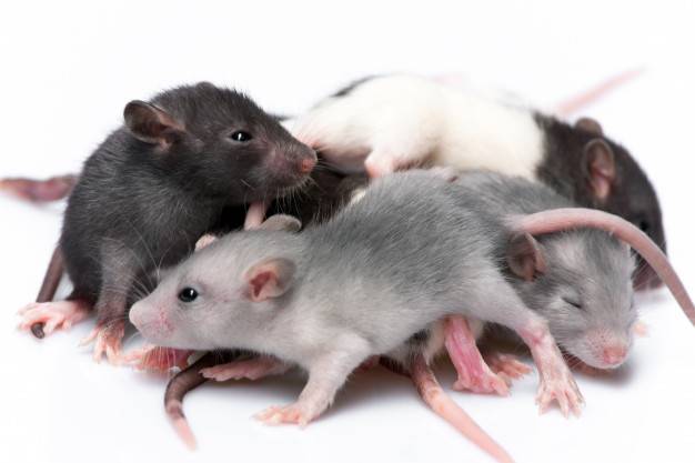 Купание декоративной крысы в домашних условиях