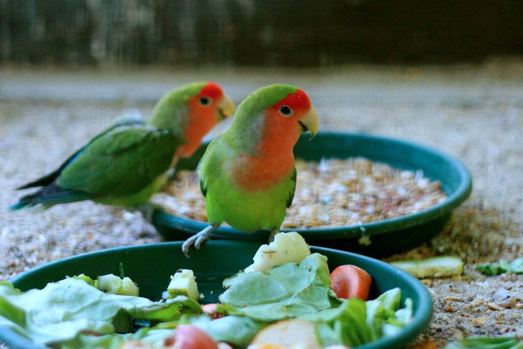 Чем кормить волнистого попугая в домашних условиях кроме корма