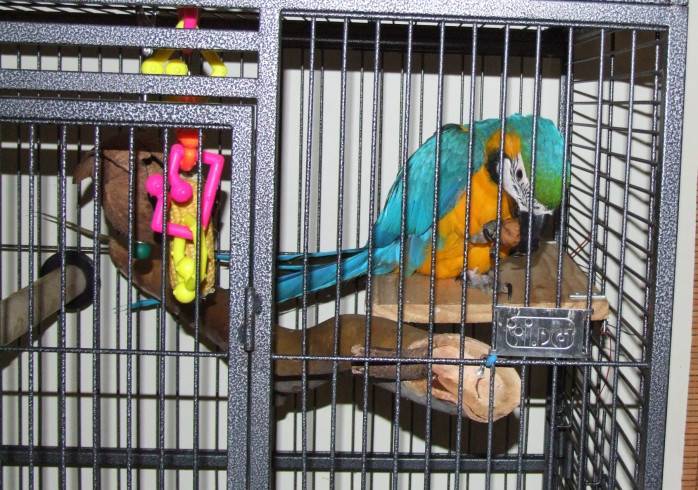 Как поймать попугая в комнате, на улице, заманиваем попугая обратно в клетку