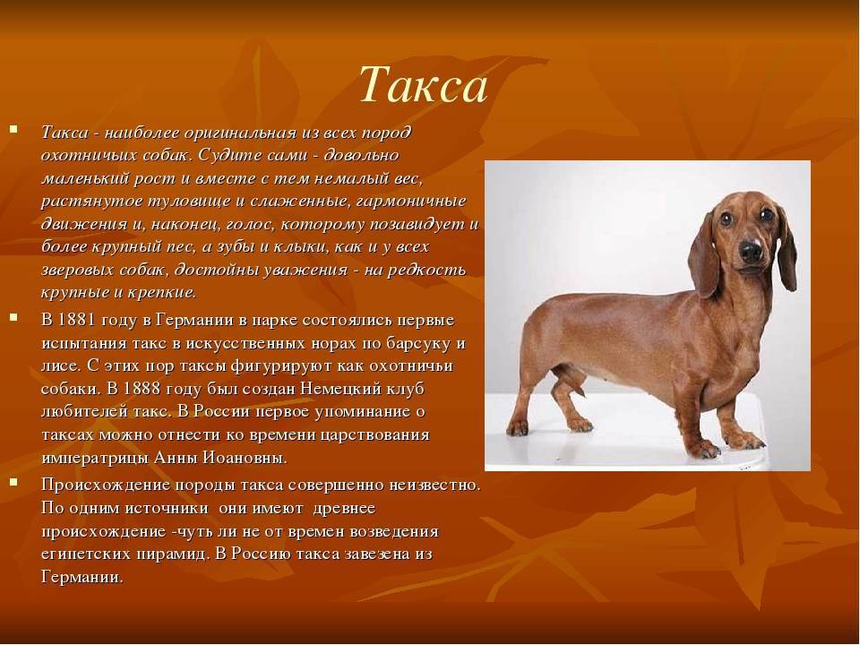 Континентальный той-спаниель (папийон) — описание породы (с фото) | все о собаках
