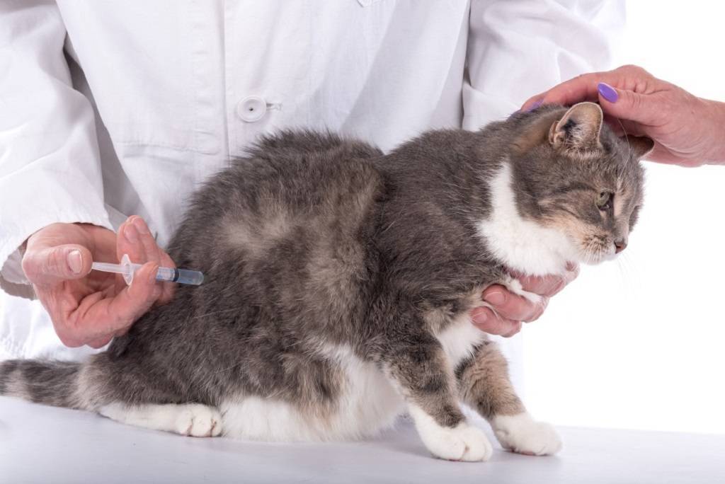 Как сделать укол коту или кошке в холку