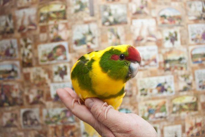 Александрийский попугай: описание, уход и содержание в неволе