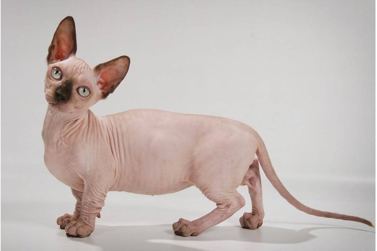 Редкие породы кошек: характеристики необычных питомцев и отзывы их владельцев