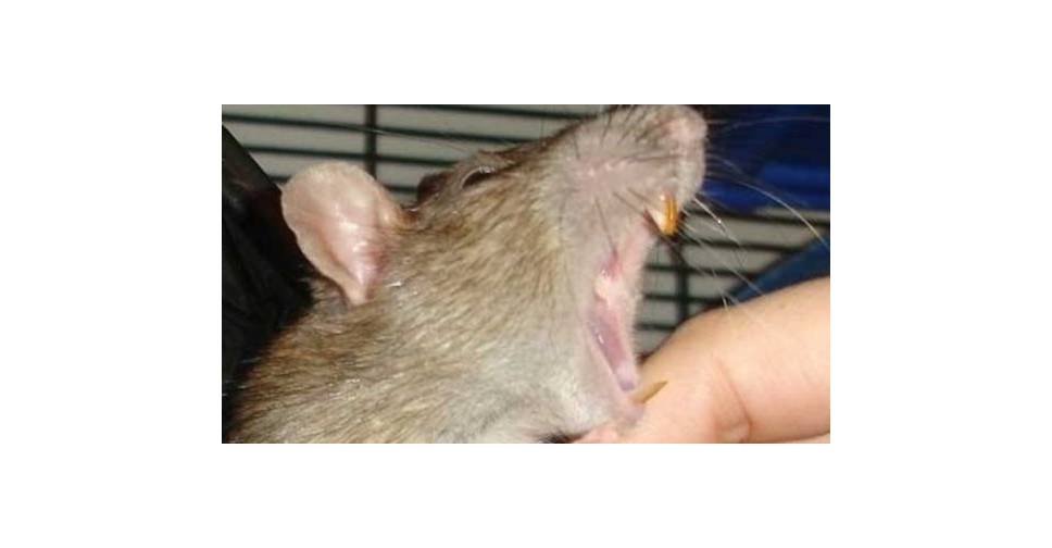 Почему крыса чихает? почему чихает крыса – причины и лечение.