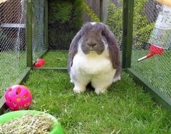 Кролики стучат задними. Поведение домашних кроликов. Развлечения для кроликов декоративных. Кролик 2008. Кролик ест овощи.