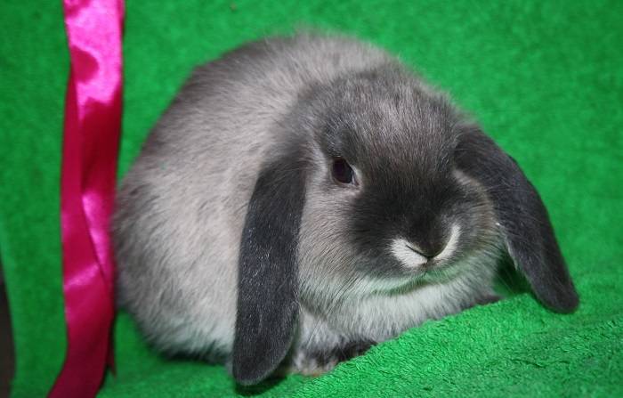Голландский вислоухий кролик: описание породы