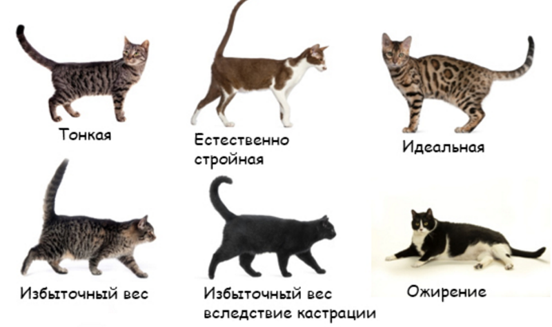 Средний размер кошки. Нормальное Телосложение котенка. Рост котенка по месяцам. Форма тела кошки. Вес кота.