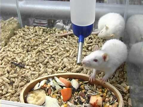 Чем кормить домашнюю крысу?