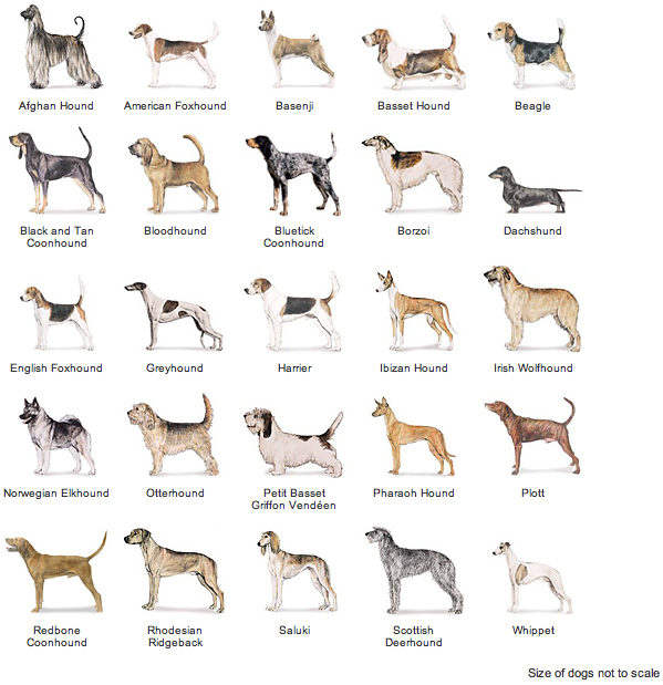 Маленькие породы собак: топ-20 с описанием и фото