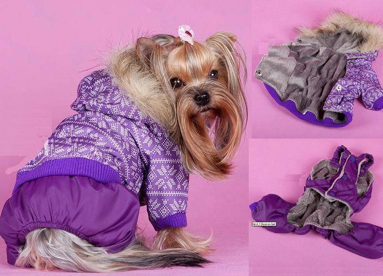 Одежда для собак: почему её покупают и нужна ли она вообще