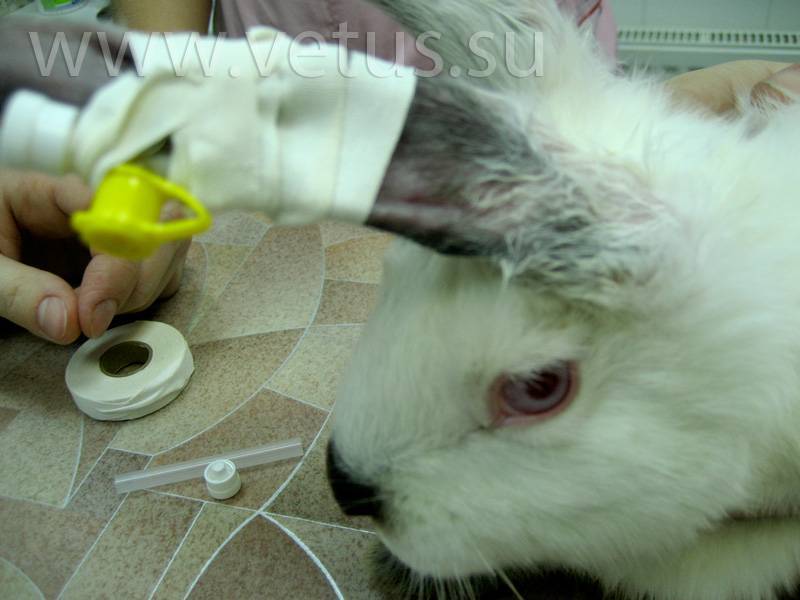 Понос у кроликов: причина и лечение недуга