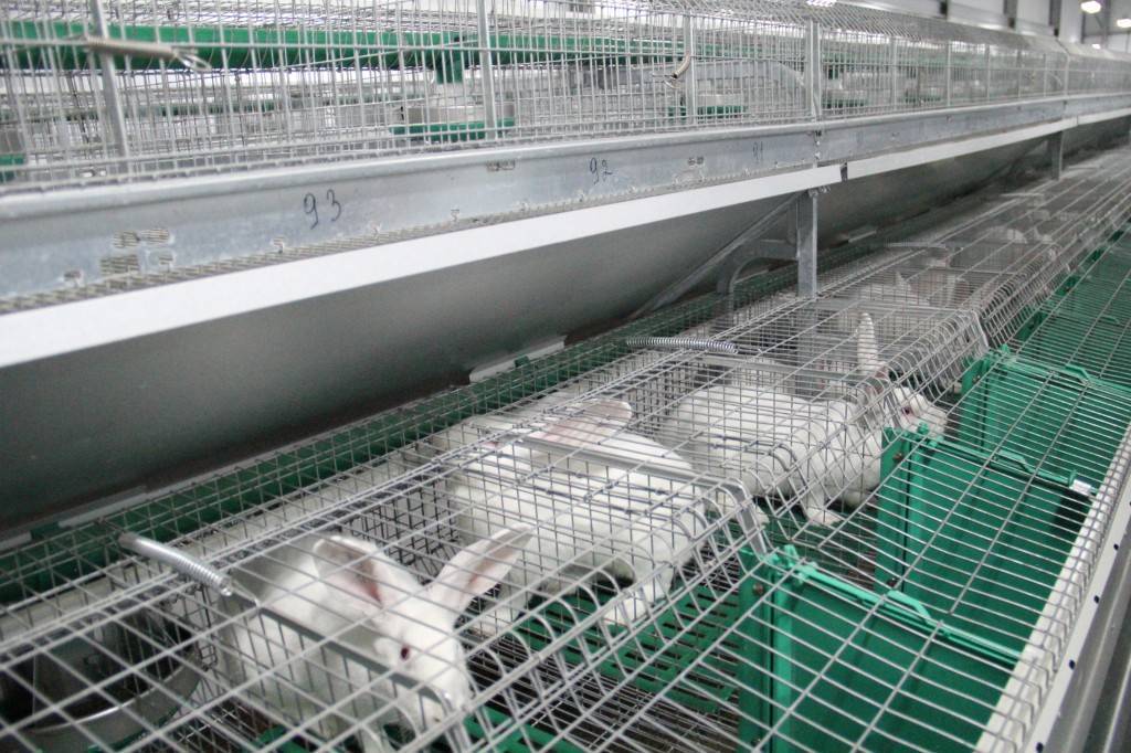 Ферма кроликов – бизнес идея 2020