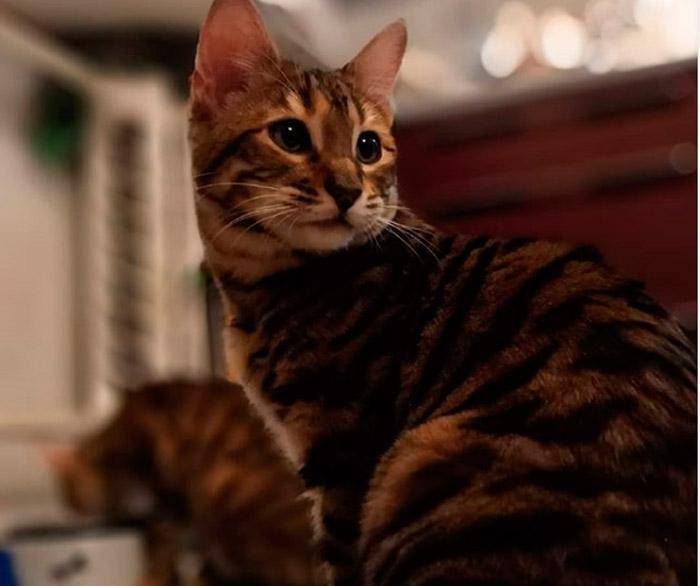 Трехцветная кошка. описание, особенности, приметы и породы трёхцветных кошек