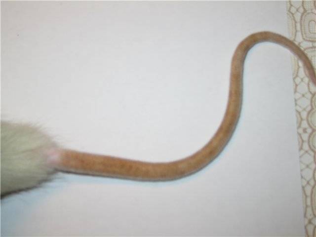 Язык тела крыс: почему грызуны прыгают, скрипят, грызут клетку, стучат зубами