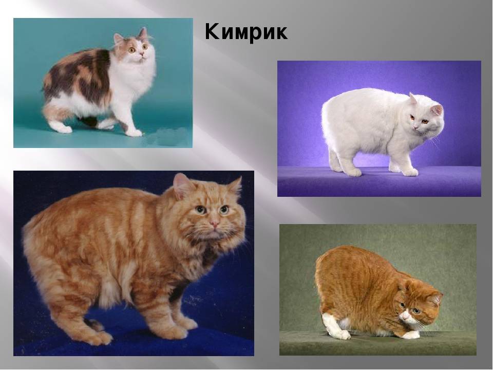 Кимрик: характеристика породы кошек, фото кота и котят, кормление, выставочные параметры, происхождение