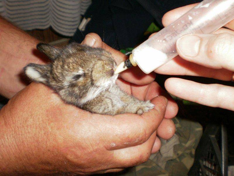 Чем кормить кроликов: в домашних условиях для начинающих