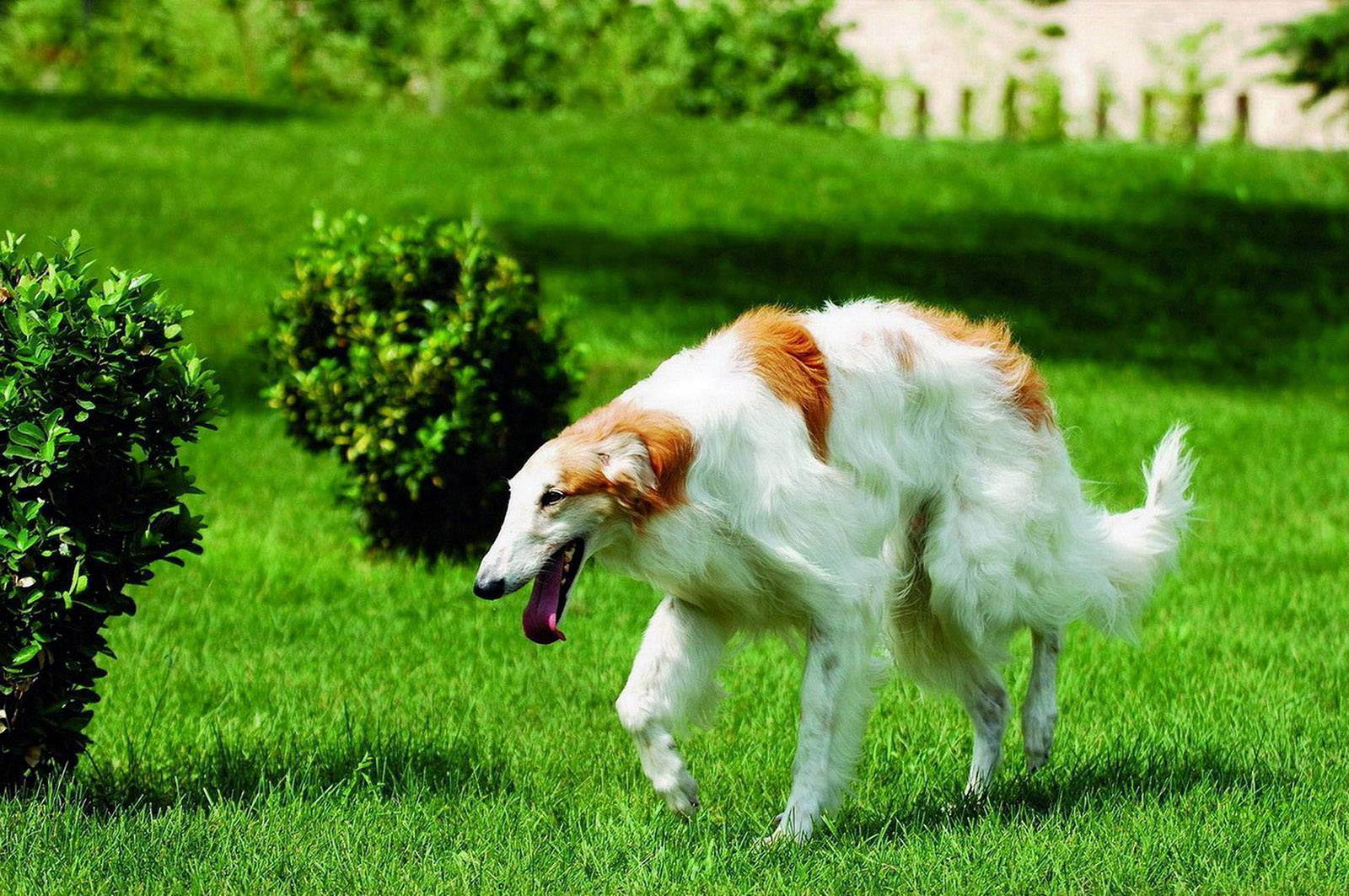 Борзая русская собака. описание, особенности, уход и цена русской борзой | животный мир