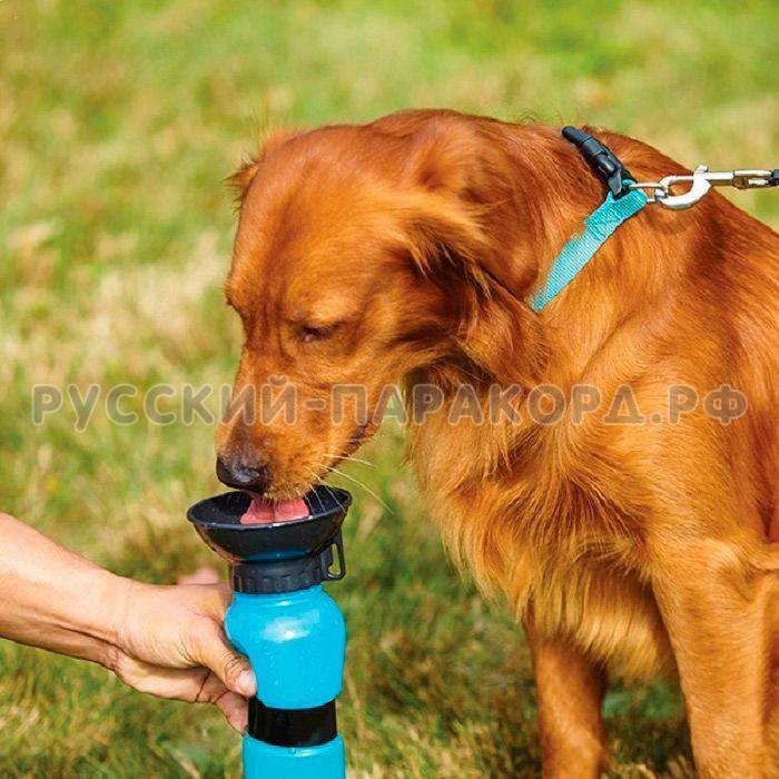 Автопоилка для собак: для крупных и мелких пород, фото и принцип действия. автоматические поилки drinkwell platinum и feed ex.