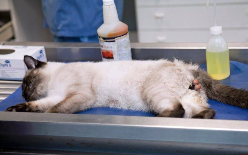 Сколько кошка отходит после наркоза после стерилизации