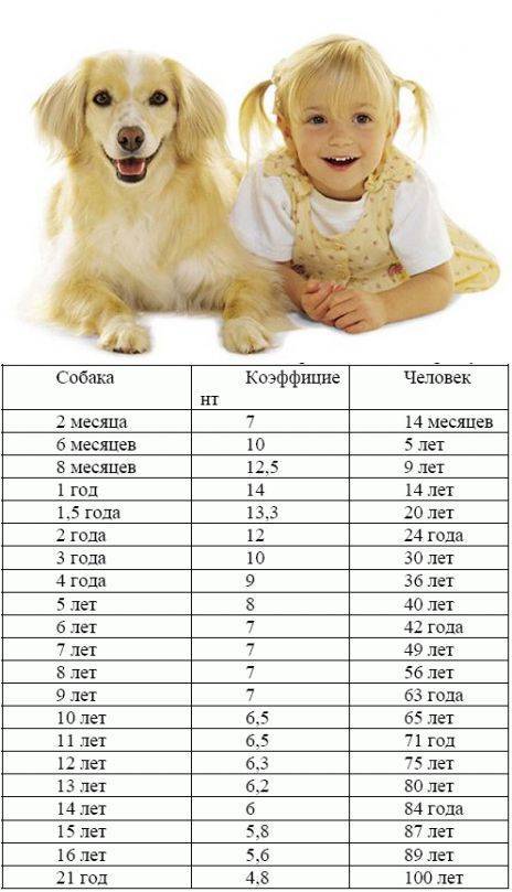 1 год жизни собак. Таблица возраста собак мелких пород. Собачий Возраст по человеческим меркам таблица. Таблица возраста собак по человеческим меркам мелких пород. Возраст собаки чихуахуа по человеческим.