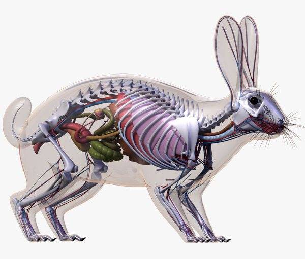 Скелет кролика: строение и особенности