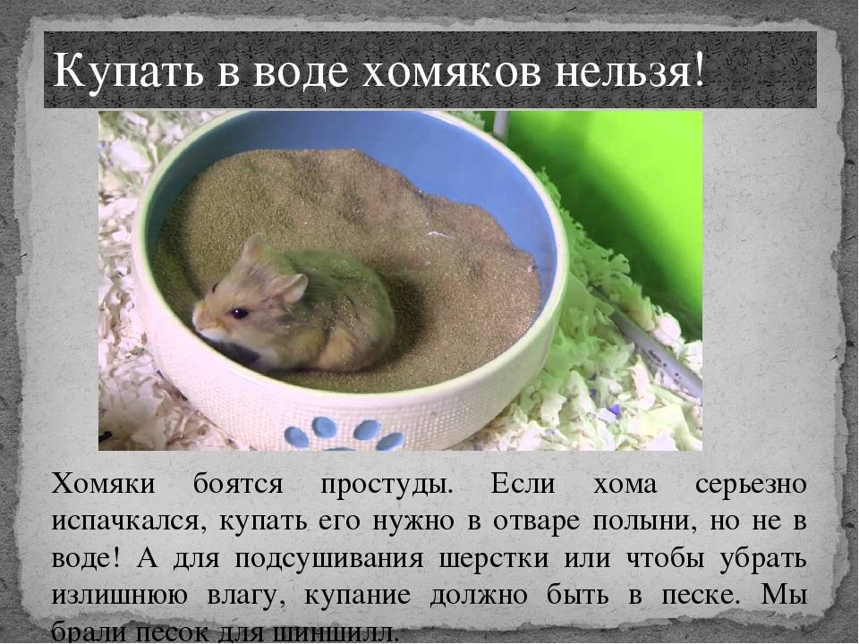 Можно ли хомяка листья