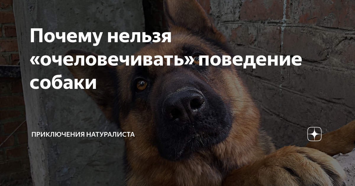 Собачья обида. может ли собака обидеться на хозяина?