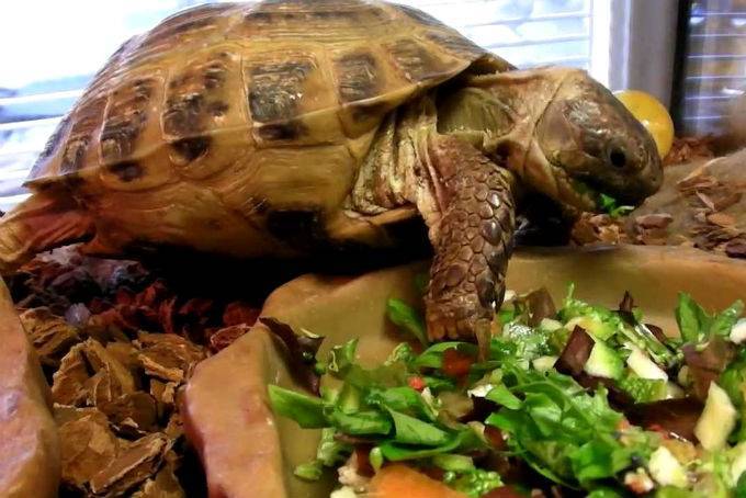 Чем можно кормить сухопутных черепах в домашних условиях. перечень запрещенных продуктов - твой питомец