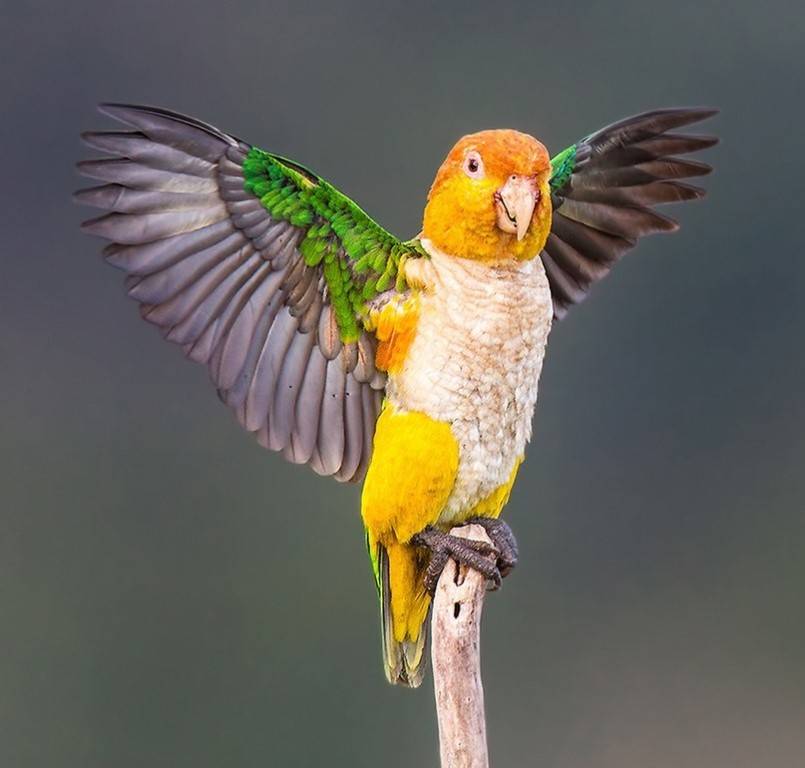 Певчий попугай (psephotus haematonotus)