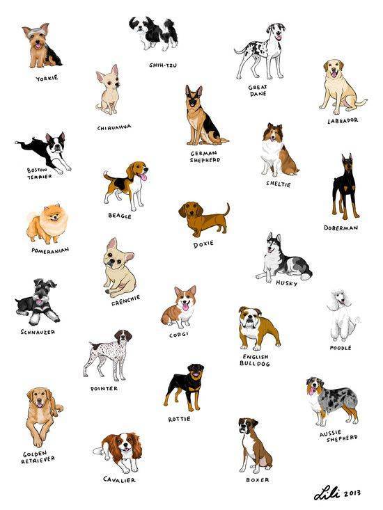 Хочешь узнать, какая ты собака по знаку зодиака? тогда этот гороскоп для тебя!