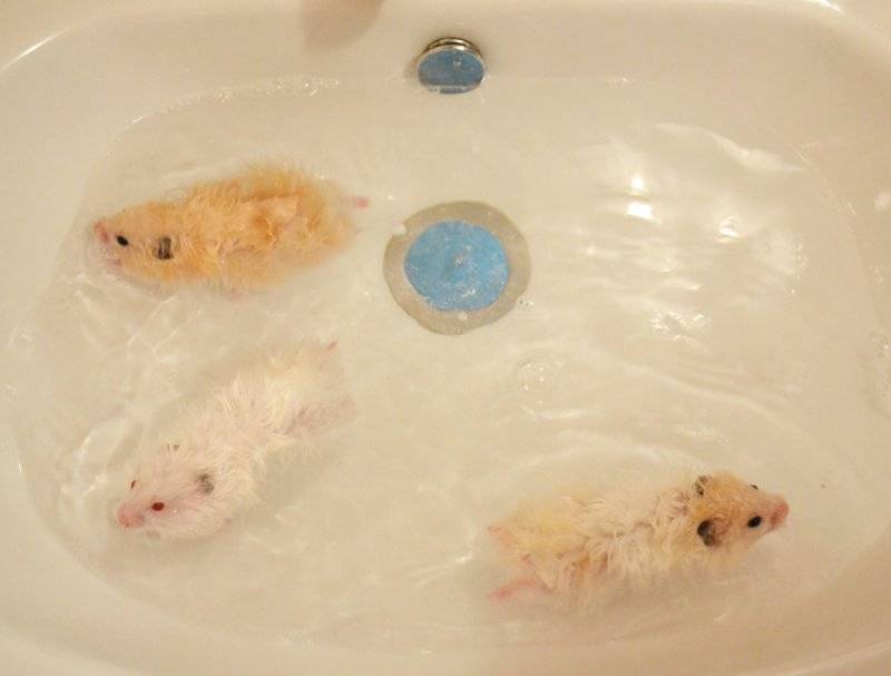 Можно ли мыть декоративных кроликов — как купать питомца в домашних условиях
