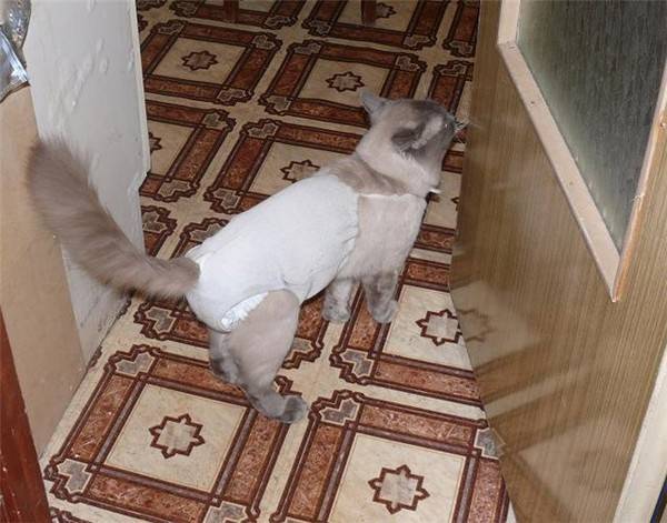 Как одеть коту памперс с катетером